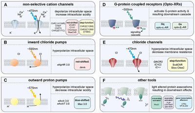 Specificity, Versatility, and Continual Development: The Power of Optogenetics for Epilepsy Research